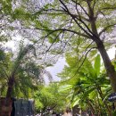 카페콩(cafe bean) 이미지