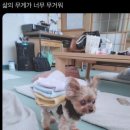 성일농장 | 앉으나 서나 당신생각 하지만 지금은 누워있다오