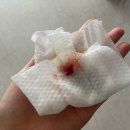 천동물병원 | 광주24시동물병원 추천, 운암동 블루밍동물병원 후기