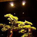 소나무하우스 이미지