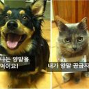 같이 Daum카페