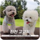 진천고 앞 | 진천 고고독, 수영장 있는 애견운동장 &amp; 애견카페