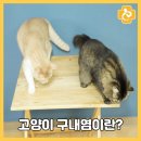 녹양돌봄동물병원 이미지