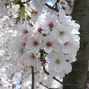 남원 요천변 벚꽃 이미지