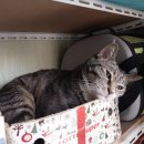 Dear My Pet 이미지