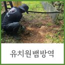 산 아래 | 산 아래 유치원 뱀 방역 후기, 여름철 야생 뱀 이렇게 퇴치해요