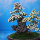 일 라고 이미지