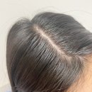 주식회사 해바라기에너지 | [루체스터] 찰랑찰랑 씨위드 샴푸, 블랙체리 머스크향 두피케어샴푸 향기좋은 샴푸 부드러운 머릿결