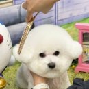 언니네 애견샵 이미지