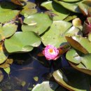 청수호수공원 이미지