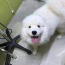 올리스 방이점 이미지