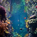 바다 속 이야기 이미지