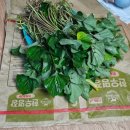 상성농장 | 10월 둘째 주 _ 외로움과 진심