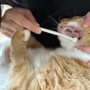 이다종합동물병원 이미지