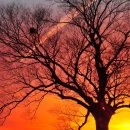 푸른 둥지 이미지