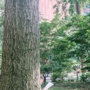 워싱톤세탁소 이미지