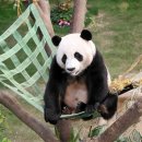 판다 이미지