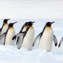 펭귄유통 이미지