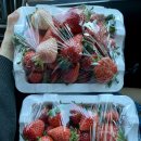 이철우농장 | 강릉 딸기 이철우 딸기농장_찾았다 인생 딸기 맛집 (가격/ 품종/ 예약)