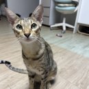 냥이의하루 카페.분양 이미지