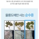 울릉프리미엄고로쇠 | 고로쇠물 효능 효과 울릉도 우산 고로쇠수액