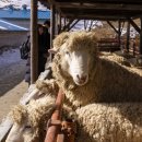 영동목장 이미지