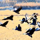 순천만둥지 이미지