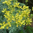 묘한향기 이미지