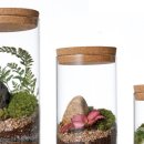 책상 위의 작은 정원, 테라리움 만들기 이미지