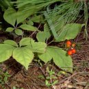 명품켄넬 이미지