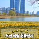 GS25화명수정점 | 부산 화명생태공원 연꽃단지 수선화 명소 실시간 개화 대중교통 가는법