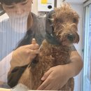 복실애견 이미지