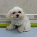 다사랑 애견 이미지