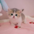 양주고양이분양 모나미네코 옥정신도시점 이미지