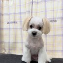 탱스땡스 이미지