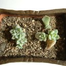 빼올농장 이미지