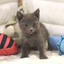 대구고양이분양 도레미캣 이미지