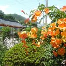 철주농장 이미지