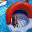 이리온애견펜션 | 거제 애견 펜션 :: 이리온애견펜션 다녀온 후기(애견수영장, 운동장, 숯불바베큐)