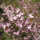 산속의친구 이미지