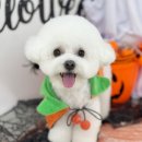 아멜리몽 이미지