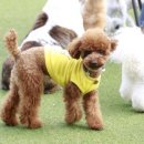 스퀘어독스 이미지