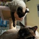 도그앤캣동물병원 | 인천 부평동 동물병원 도그앤캣동물병원 위치 오는길 후기