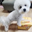 흡수력 좋고 두툼한 국산 배변패드