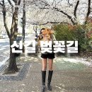 (야간)봄을 맞이하는 마크라메 | 여의도벚꽃명소 여의도벚꽃축제 실시간 후기 여의도벚꽃주차 꿀팁과 한적한벚꽃길 추천