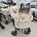 글로리아 | 부천 펫랜드 강아지유모차 로얄테일즈 글로리아맥스 시승 후기
