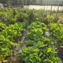 희정이네농장 이미지