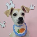 미스터독 이미지