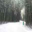 대숲사이 이미지