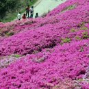 철쭉동산 이미지